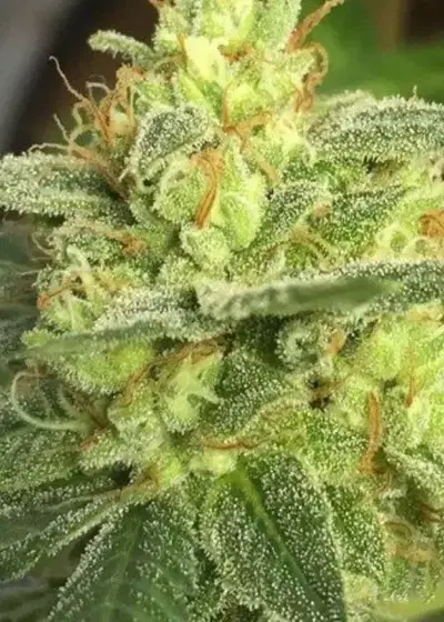 Tasman Haze by Kiwi Seeds, Photoperiod cannabis strain