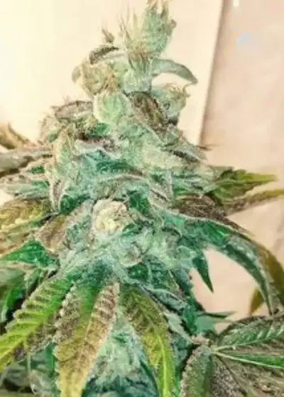 Tasty Cakes by SinCity Seeds, Photoperiod cannabis strain