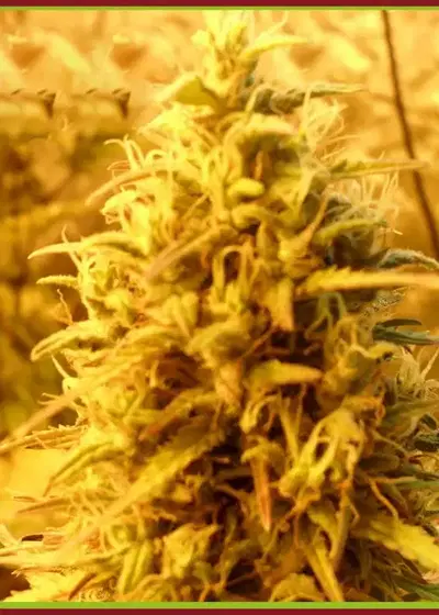 Teasy Mist Tree by Dr. Krippling, Photoperiod cannabis strain
