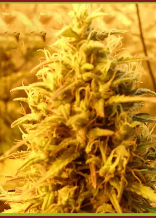 Teasy Mist Tree by Dr. Krippling, Photoperiod cannabis strain