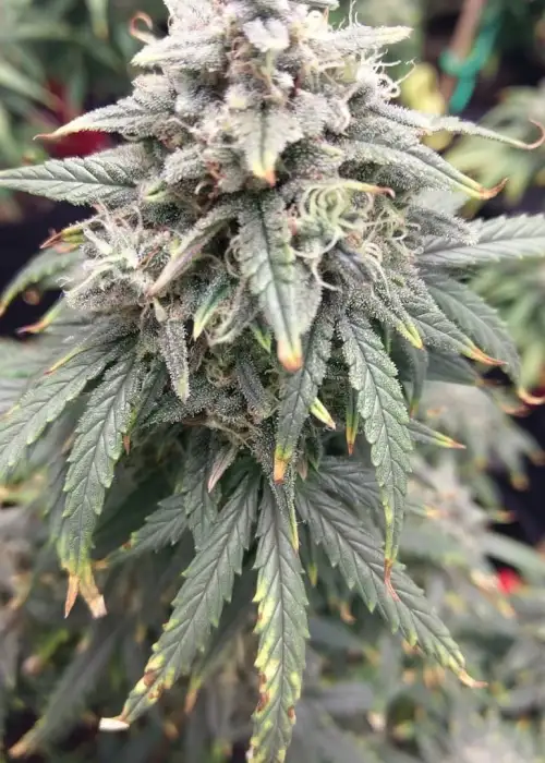 Teenage Wedding Auto by Puff Puff Pass, Autoflower cannabis strain