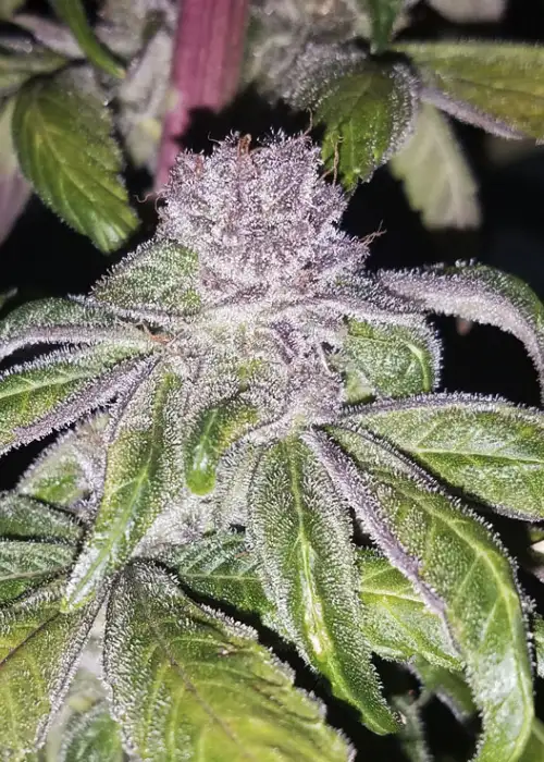Temple Flo by DJ Short, Photoperiod cannabis strain