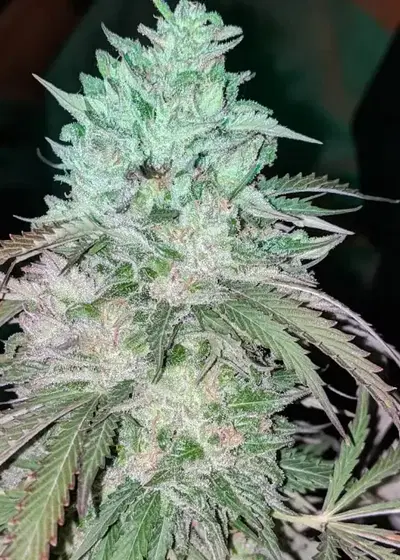 Tennessee Kush Feminized (Original) by Cannaventure Seeds, Photoperiod cannabis strain