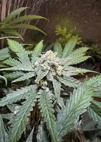 Terp Sneeze by Speedrun Seeds, Autoflower cannabis strain