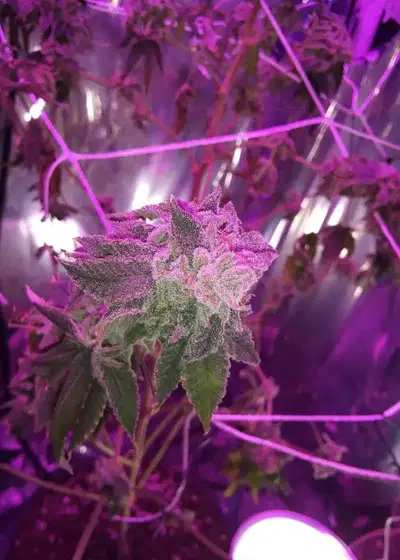 Terp Town by Cannarado Genetics, Photoperiod cannabis strain