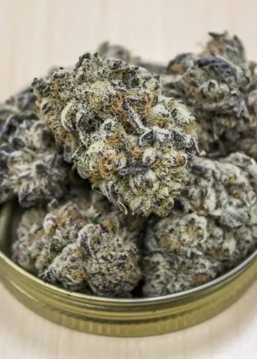 Terpee Slurpee by Surfr Seeds, Photoperiod cannabis strain