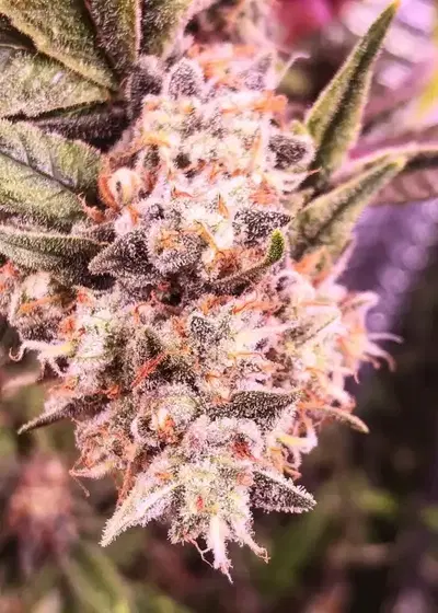 Terpenado by Bodhi Seeds, Photoperiod cannabis strain