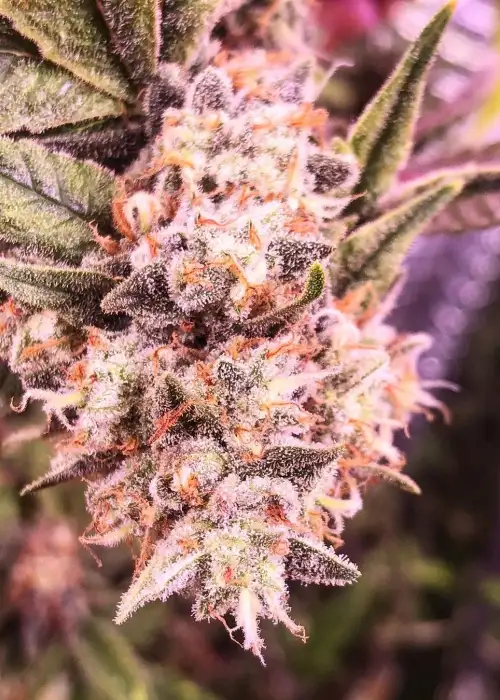 Terpenado by Bodhi Seeds, Photoperiod cannabis strain