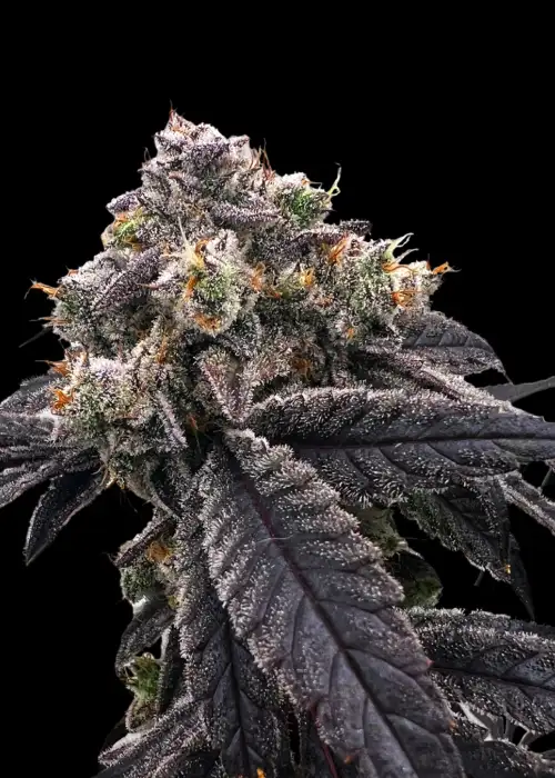 TerpyZ Punsh S1 by TerpyZ Mutant Genetics, Photoperiod cannabis strain