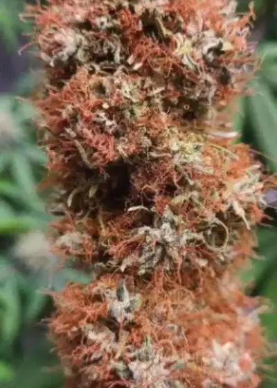 Texas Mexican Red Hair Auto by NukeHeads, Autoflower cannabis strain