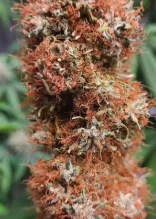 Texas Mexican Red Hair Auto by NukeHeads, Autoflower cannabis strain