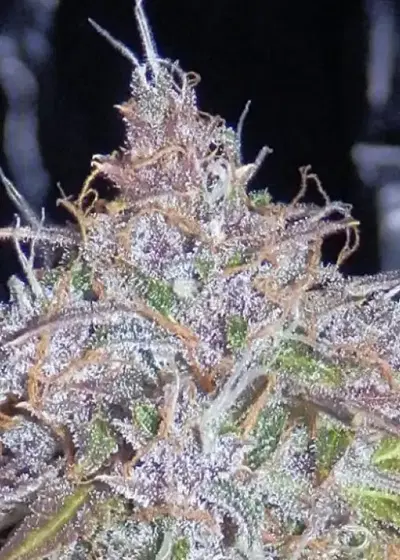 Tha Shiznit by Short Stuff, Autoflower cannabis strain
