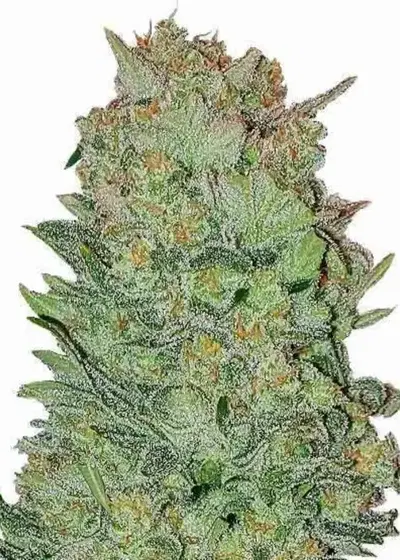 THC Bomb Autoflower cannabis strain