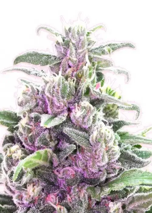 THC Bomb by Bomb Seeds, Photoperiod cannabis strain