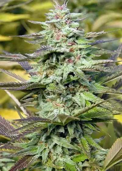 THC Pro by Big Head Seeds, Photoperiod cannabis strain