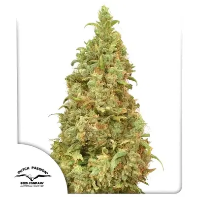 THC-Victory cannabis strain