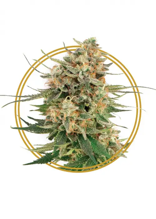 The Beast by Copenhagen Seed Company, Photoperiod cannabis strain
