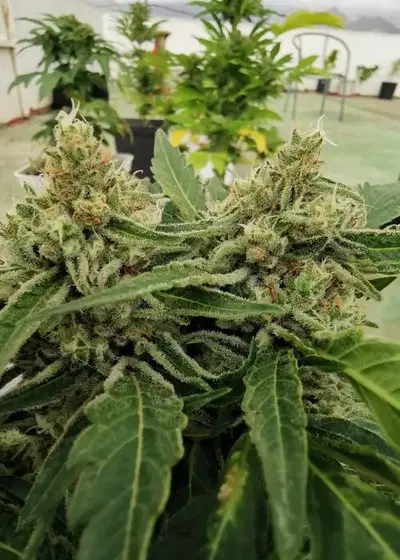 The Big Jeff by Gecko Seeds, Photoperiod cannabis strain
