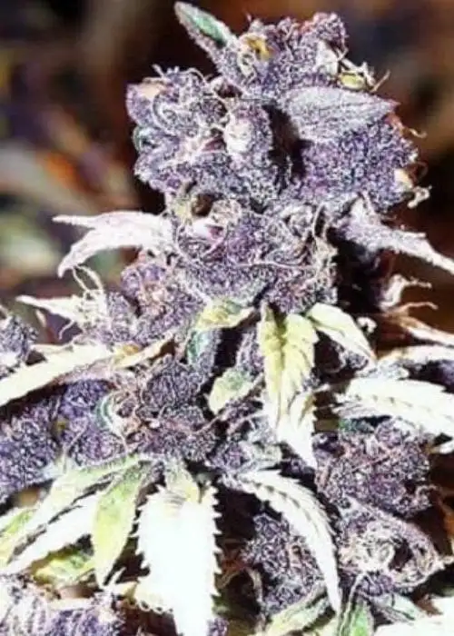 The Blue Wizard by Sensible Seeds, Photoperiod cannabis strain