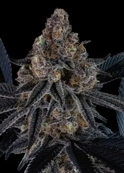 The Brunch S1 by Dirty Bird Genetics, Photoperiod cannabis strain