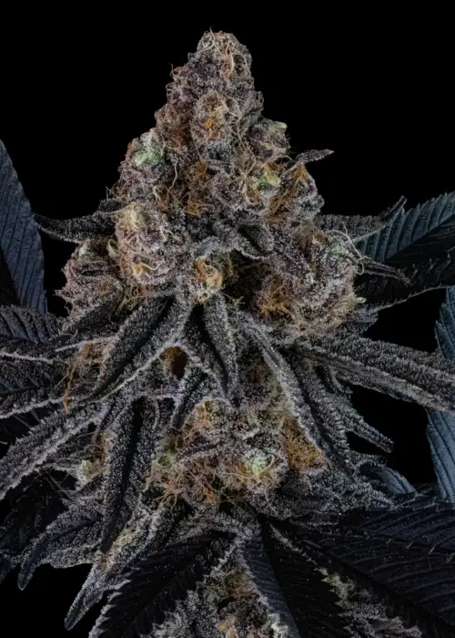 The Brunch S1 by Dirty Bird Genetics, Photoperiod cannabis strain