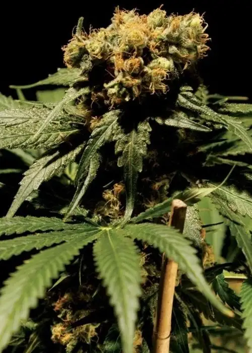 The Bulldog Chronic by The Bulldog Seeds, Photoperiod cannabis strain