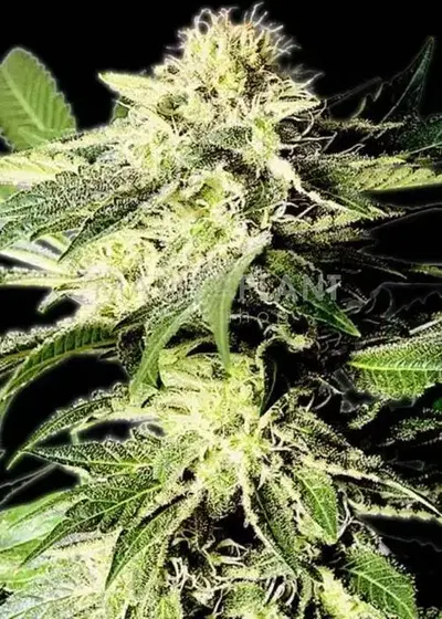 The Bulldog Skunk by The Bulldog Seeds, Photoperiod cannabis strain