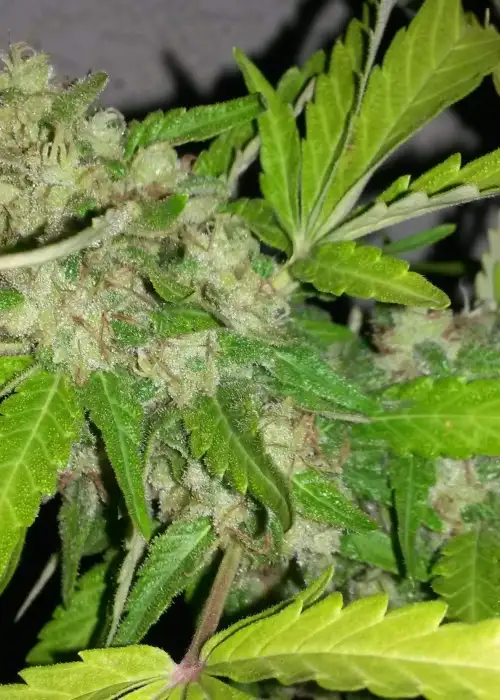 The Critical by Genofarm, Photoperiod cannabis strain