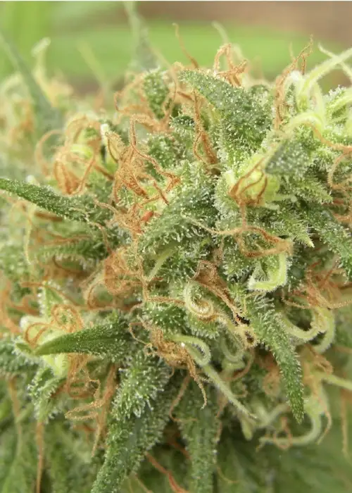The Cure by Mr.Nice, Photoperiod cannabis strain