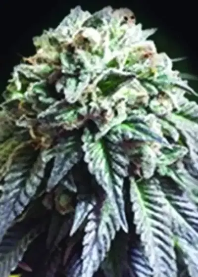 The Dark Side by The Kush Brothers, Photoperiod cannabis strain