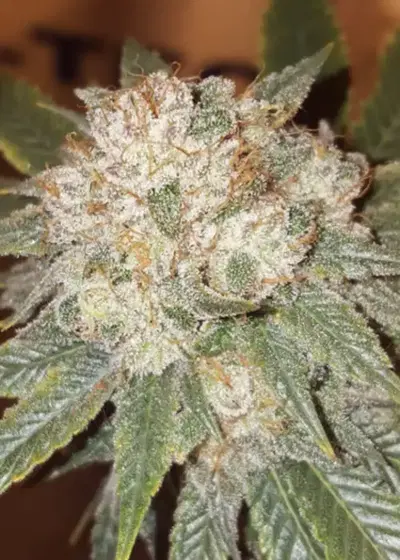 The Deputy by Greenpoint Seeds, Photoperiod cannabis strain