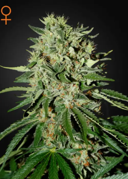 The Doctor by Green House Seed Co., Photoperiod cannabis strain