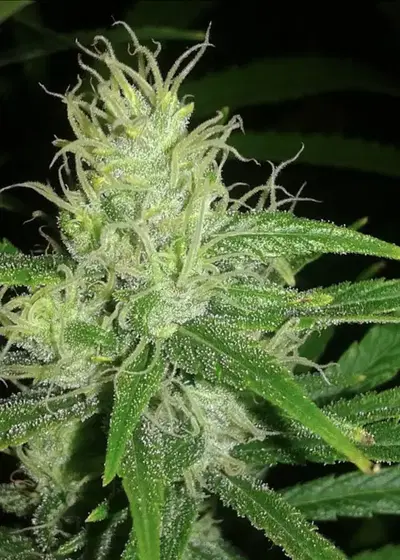 The Doors by Mr.Nice, Photoperiod cannabis strain