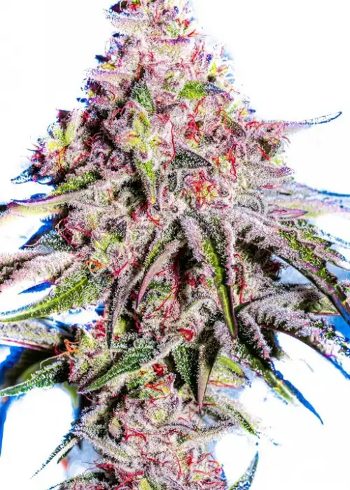 The Drip s1 by CopyCat Genetics, Photoperiod cannabis strain