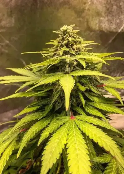 The Forge by Gnome Automatics, Autoflower cannabis strain