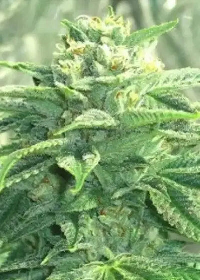 The Funk by Dungeons Vault Genetics, Photoperiod cannabis strain