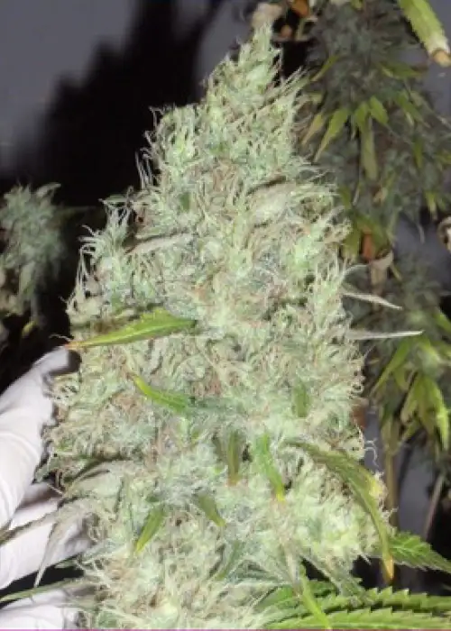 The Incredible Bulk by Dr. Krippling, Photoperiod cannabis strain
