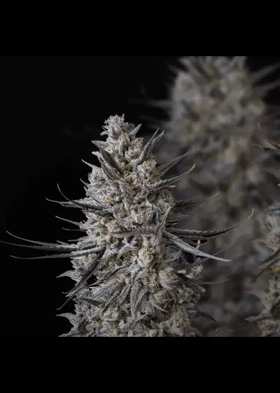 The Jawbreaker Limited Edition by Royal Queen Seeds, Photoperiod cannabis strain