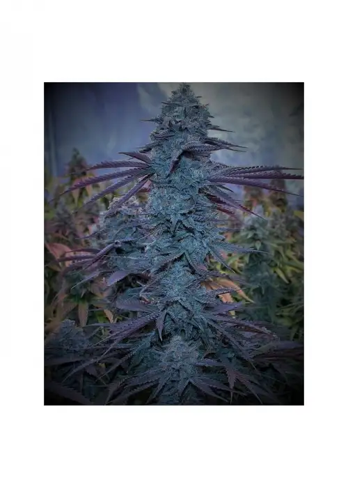 The Kraken by Puff Puff Pass, Autoflower cannabis strain