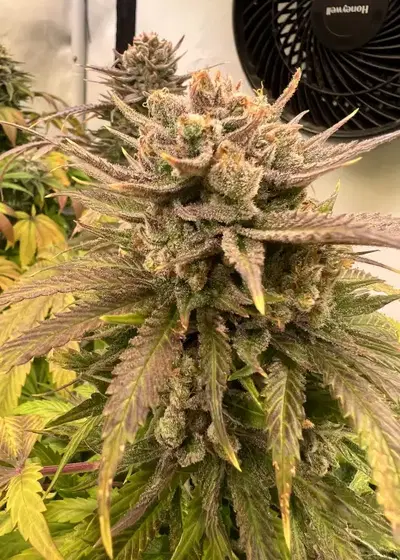 The Leopard by Compound Genetics, Photoperiod cannabis strain