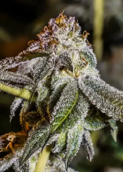 The Mac Killer by CopyCat Genetics, Photoperiod cannabis strain