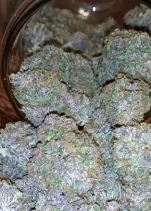 The Midnight Ride by Brother Mendel’s Selection, Autoflower cannabis strain