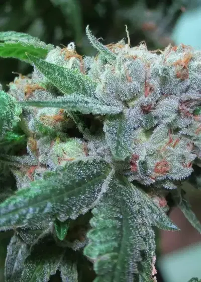 The OG #18 by Reserva Privada, Photoperiod cannabis strain