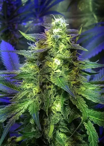 The Palmar by Trikoma Seeds, Photoperiod cannabis strain