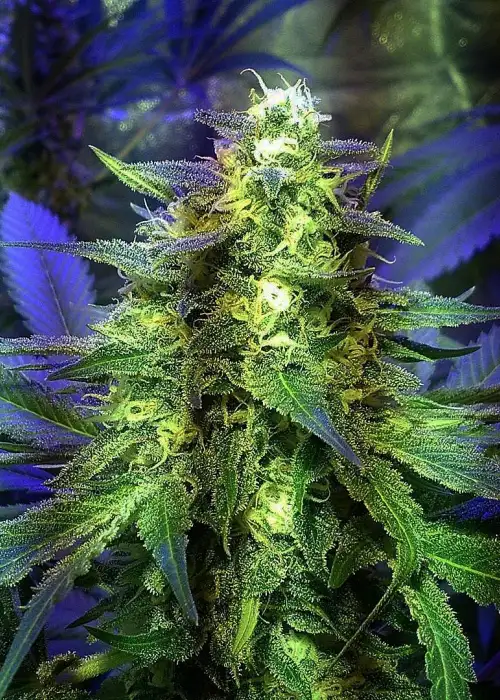 The Palmar by Trikoma Seeds, Photoperiod cannabis strain