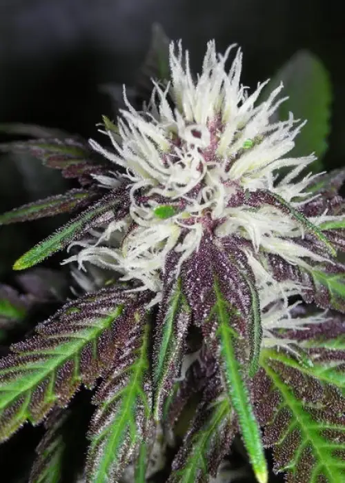 The Purps by BC Bud Depot, Photoperiod cannabis strain