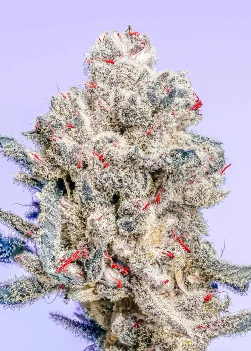 The Queen S1 by CopyCat Genetics, Photoperiod cannabis strain