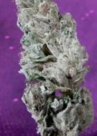 The Red Eyed Bride by DJ Short, Photoperiod cannabis strain