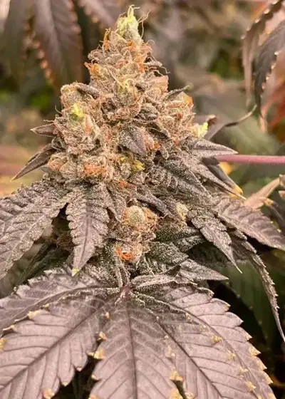 The Rizz cannabis strain