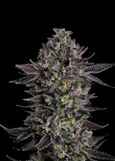 The Scrooge by Compound Genetics, Photoperiod cannabis strain
